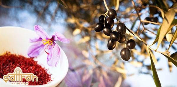 nhuy hoa nghe tay và dầu olive