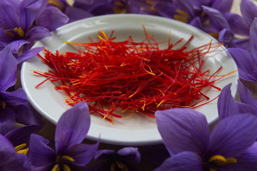 saffron - thảo dược hỗ trợ điều trị ung thư